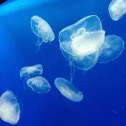 ミズクラゲ
