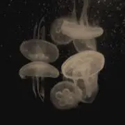 sui　8/17以降発送の画像