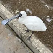 さらの画像
