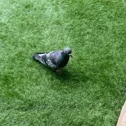 メロー