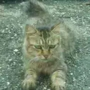 魚キラーの画像