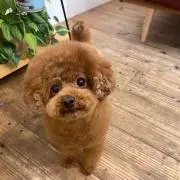 Anmiの画像