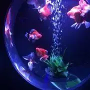 まりの画像