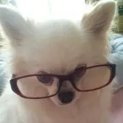 あすたぁの画像