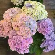 flowerの画像