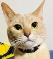 ターニー