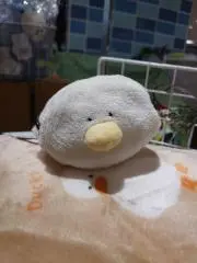 ピヨ  ♪プロフ必読♪