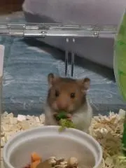 ハム