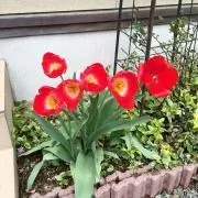 maーmaの画像
