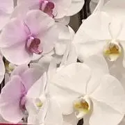 えにむ