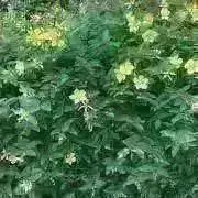 かなで【オーダー受付中♪】の画像