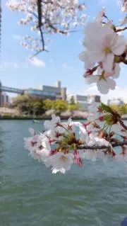 xpiW291の画像
