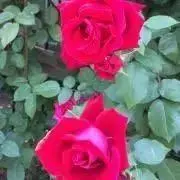 ❤︎Rose❤︎の画像