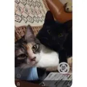 りんるんペの画像