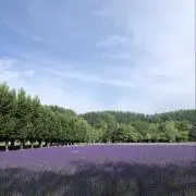 hon-kuの画像