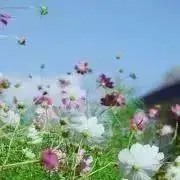 ANNAの画像