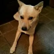 ゴン太の画像