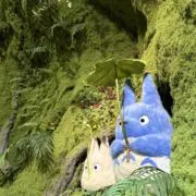 かえでの画像