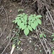かずの画像
