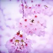 桜の画像