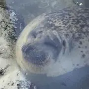 よねちゅー