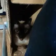 アルモンテの画像