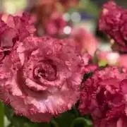 もち