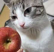 やっさん