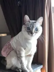 峰子