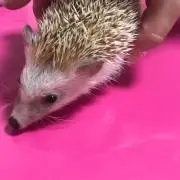 r♡