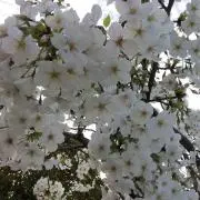 hikamiの画像