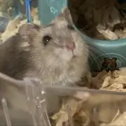 あすかの画像