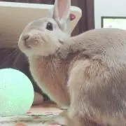 びびたんまる