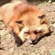 souwolfの画像