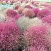 コキア