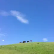 おみやの画像
