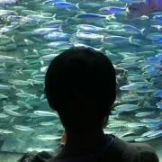 ノリの画像