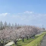 おそばの画像