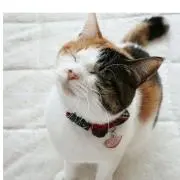 ひぐまねこの画像