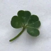 さくらんぼ