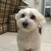 ハルキの画像