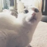 そらの画像