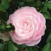 ゆっこの画像