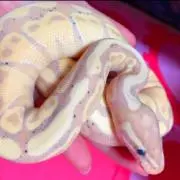 蛇さん 休憩