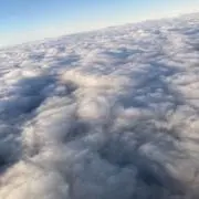 アサヒサンの画像