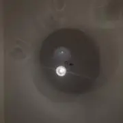 ててち