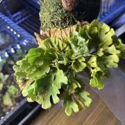 みみの画像