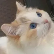 アンパンマンぬいぐるみ 27体とアンパンマン抱き枕(ぬいぐるみ)2