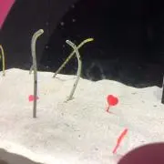 すずの画像