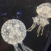 はな‪✿の画像